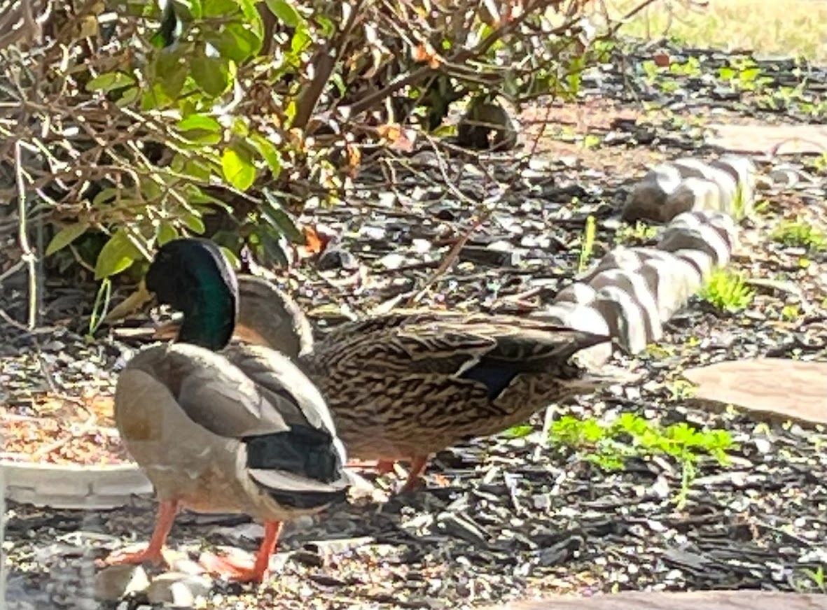 A Mallard Couple who came for dinner in the fall!
