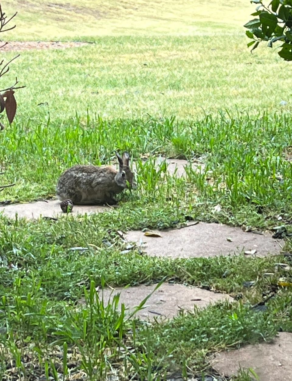 A Bunny visitor yesterday!