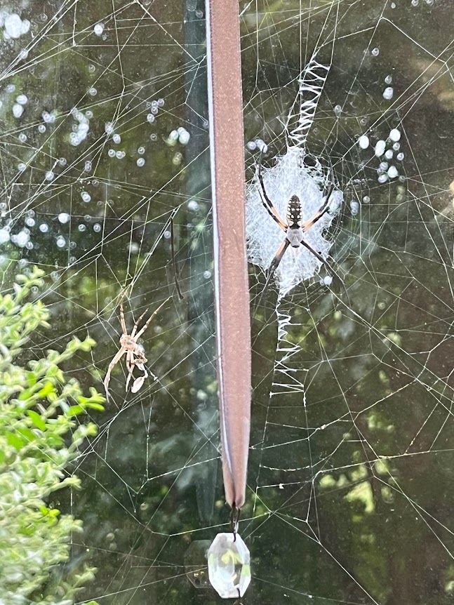Banana Spider